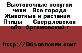 Выставочные попугаи чехи - Все города Животные и растения » Птицы   . Свердловская обл.,Артемовский г.